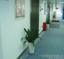 廣州綠植 價格、批發(fā)與廠家指南，及花卉綠植租借與代管理服務(wù)
