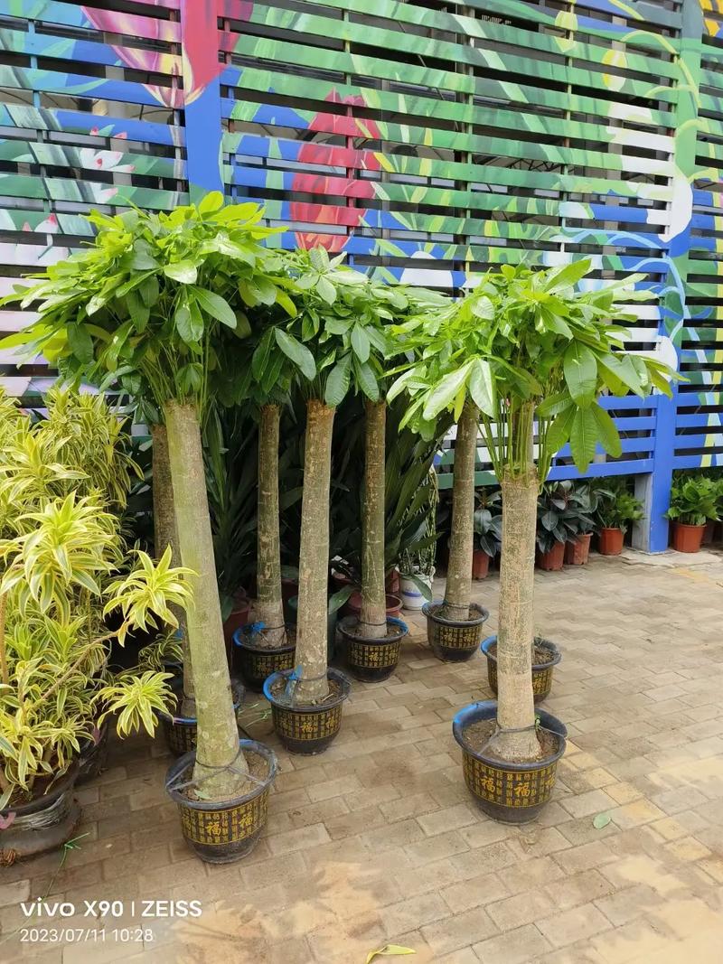 北京綠苑綠植花卉公司 專(zhuān)業(yè)花卉綠植租借，為您的空間注入盎然生機(jī)