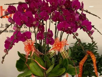 深圳寶安專(zhuān)業(yè)綠植租擺公司 點(diǎn)亮辦公與生活空間的綠色藝術(shù)