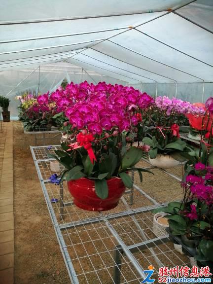三里河春日花卉盛宴 精品綠植多肉特惠，果樹(shù)苗木煥新家園