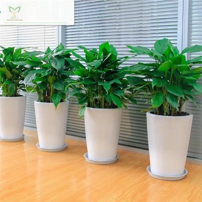 告別綠意 優(yōu)化產(chǎn)品刪除頁(yè)，提升花卉綠植租借用戶(hù)體驗(yàn)